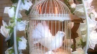 White Dove Release Weddings and Funerals Yorkshire 1089094 Image 3